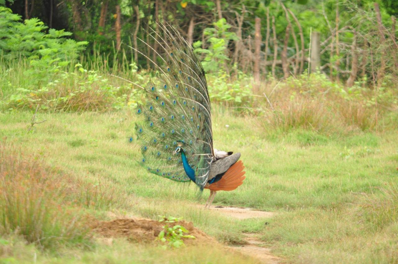 Ranakeliya Lodge - Yala Ngoại thất bức ảnh