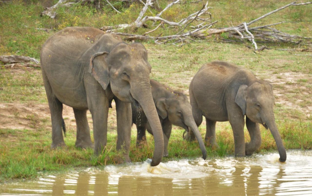 Ranakeliya Lodge - Yala Ngoại thất bức ảnh